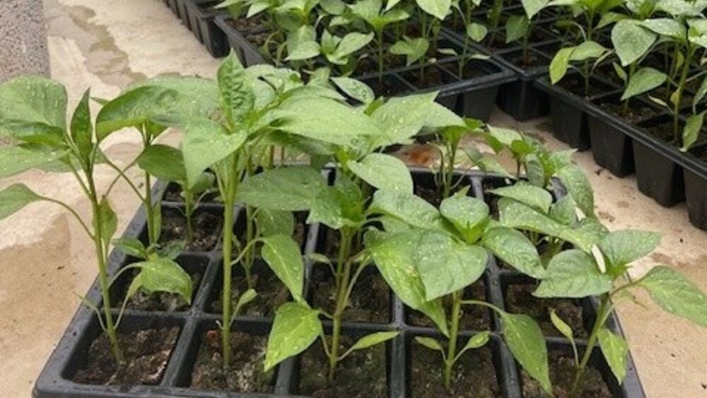 Piment d’Espelette 1.jpg