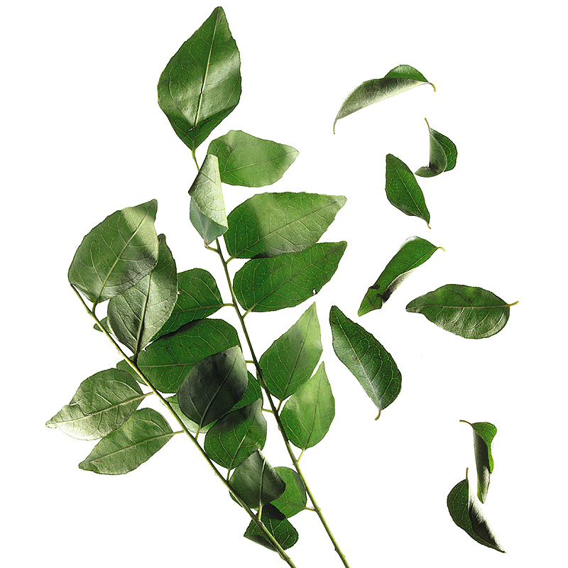 Curry leaves