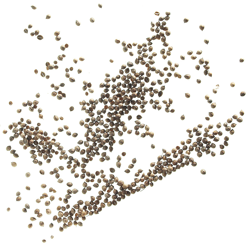 Coriander seeds, small grain, finely ground
