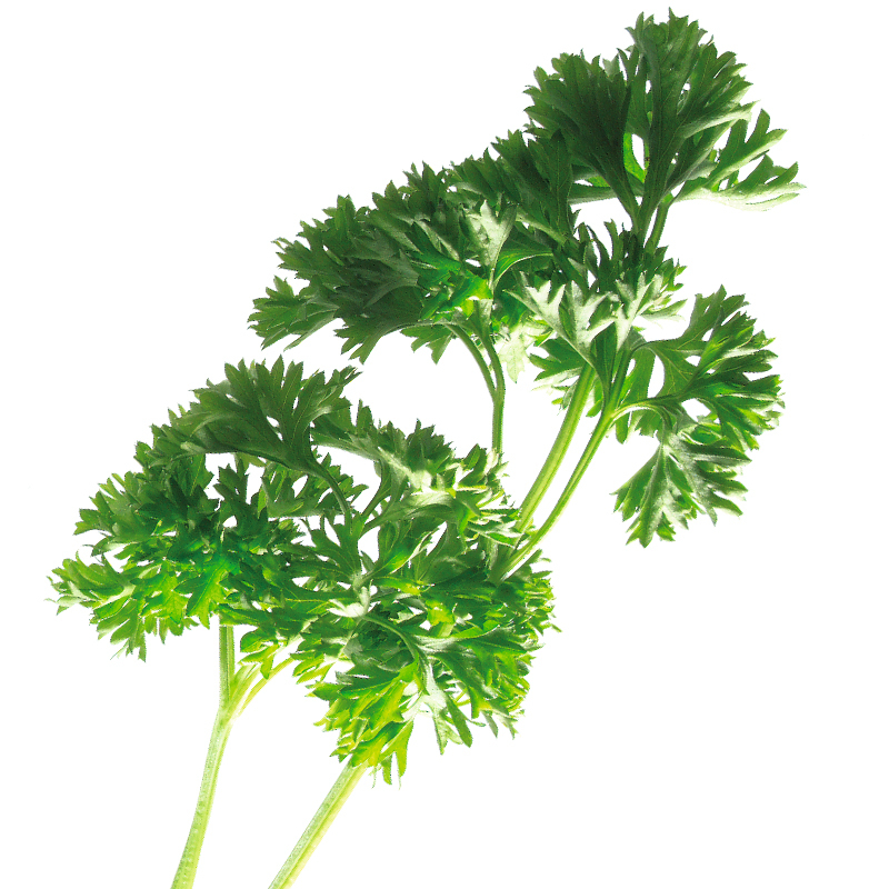 Parsley leaves ground