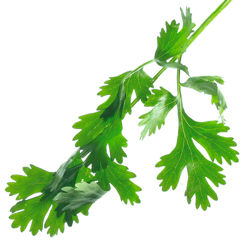 Parsley leaves 1-7mm