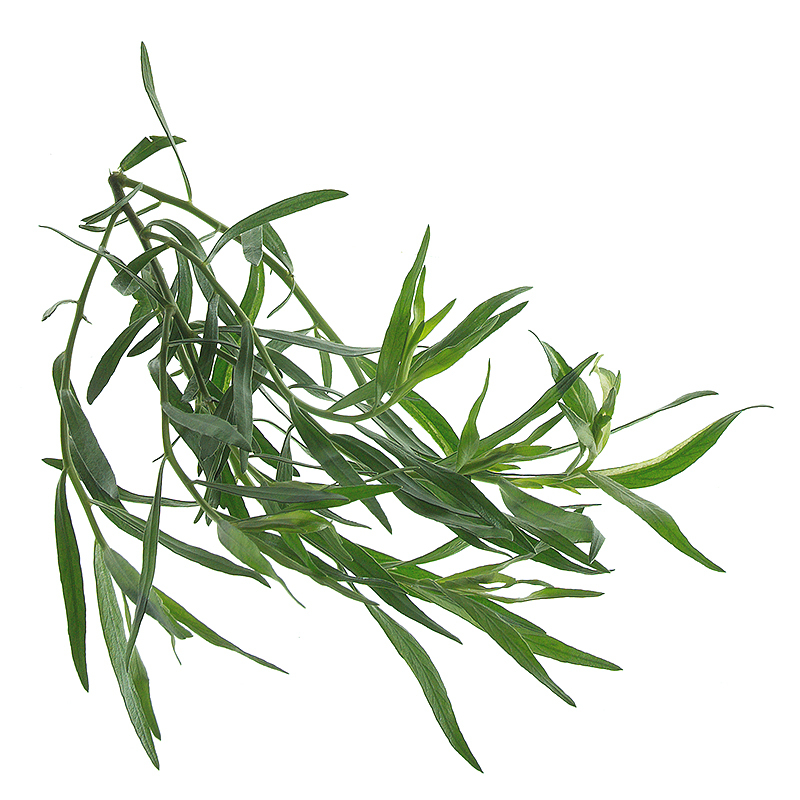 Eastern tarragon leaves ground