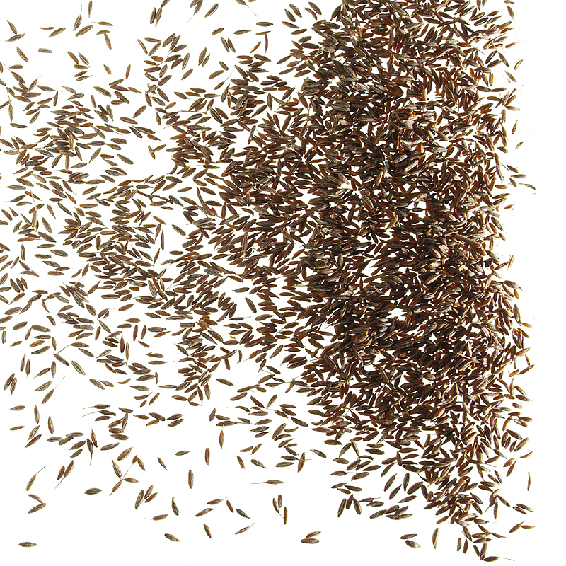 Kreuzkümmel ganz 1kg