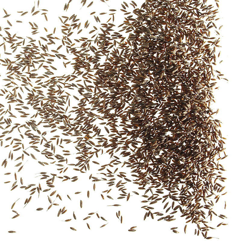 Cumin seeds ground