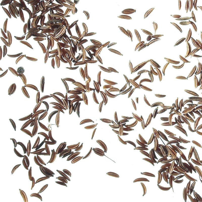 Caraway seeds, cleaned