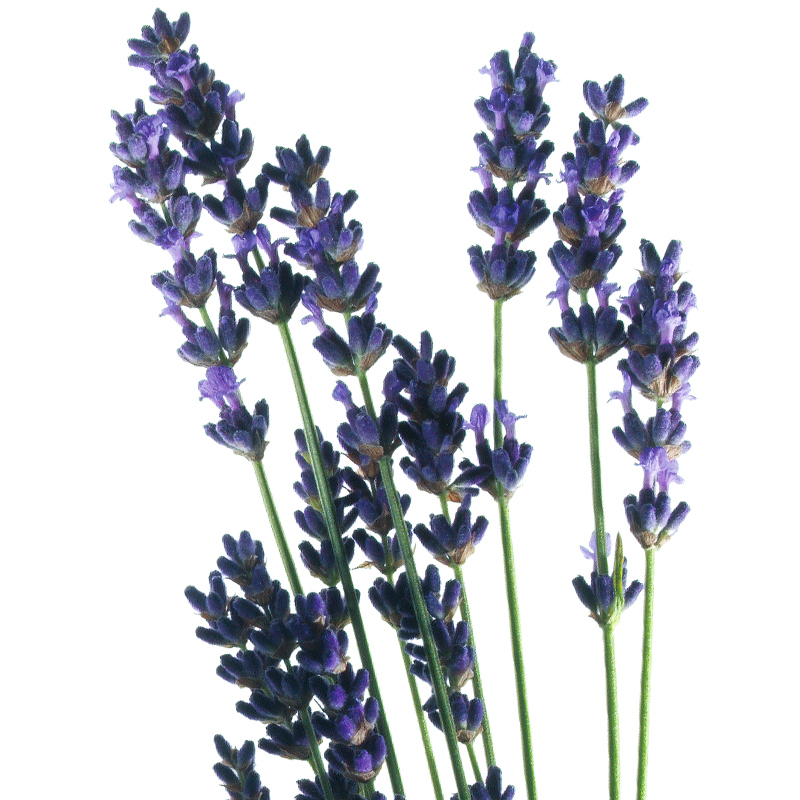 Lavender 23g