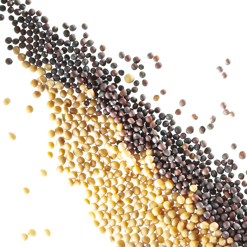 Yellow mustard seeds powder