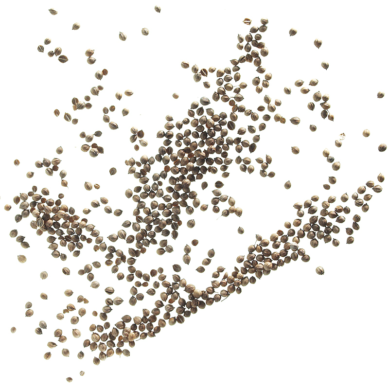 Coriander seeds whole, small grain, cleaned