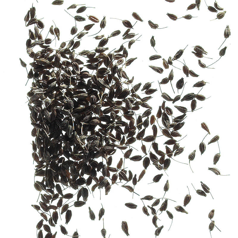 Spanish anise seeds green, max. 1% impurity